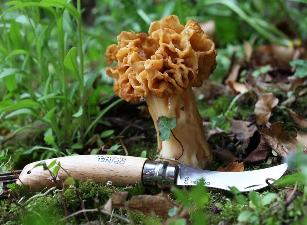 Opinel N°08 Mushroom Knife